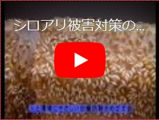 白蟻被害の動画
